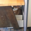 홍상희동물병원 | 시바견 3살 중성화 후기｜발정기 스트레스가 결정적이었던 이유