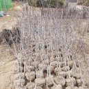 서부슈퍼 이미지