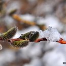 버들강아지 이미지