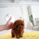 로즈향기 티스토리