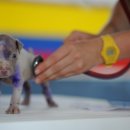 아는수의사 동물병원 이미지