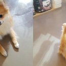 멍스키친 이미지