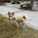 내새끼 펫 | 창원 펫친소 다녀온 후기 25.04.11-25.04.13