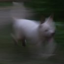 짱투 이미지