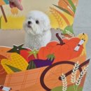 하울팟 위례점 이미지