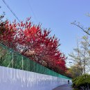 산울림청소년센터 | 부천 복사꽃 명소였다가 사라진, 춘덕산 복숭아꽃동산의 근황