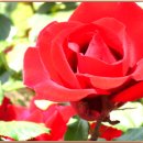 사람이 꽃보다 아름 이미지