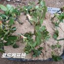 로드헨