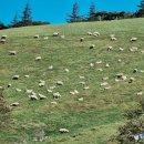 피카소 목장 이미지