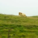 위태목장 이미지