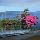 해당화마을 이미지