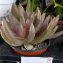 식자재 마트의 식물2 이미지