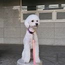 미소애견 미용실 | 목동애견미용 트리밍마인드 애견미용실, 푸들미용 방문후기