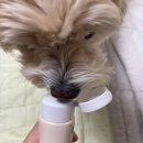 [닥터바이 강아지 치약] 덴탈 클린 사용후기