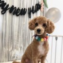 참견(犬) 네이버블로그