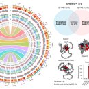 별과 소나무 이미지