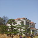 소나무를 품다 이미지