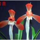천향원 이미지