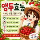 앵두청과 | 앵두효능 총정리｜작지만 영양 가득한 여름 과일, 부작용·보관법·활용법까지
