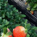 표씨농장 이미지