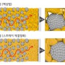 롯데웰푸드 주식회사 이미지