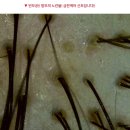 월롱라이브