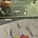 백구오토바이