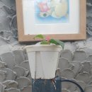 궁상목장 이미지