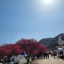 푸른하늘태권도장 | 3월 초 광양 매화마을 매화축제 열리기 전 다녀온 후기