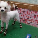 펫시스터즈 이미지