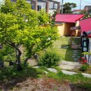 제주돌체 이미지