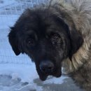 화천군농업기술센터 | 코카시안 오브차카, "나 좀 데려가개!" 애절한 SOS…따뜻한 가족 어디에 (+유기견, 화천군, 입양)