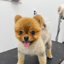 라이크어독 이미지