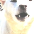 춘천시동물보호센터 이미지