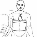 수궐음심포경 手厥陰心包經 Pericardium Meridian 이미지