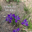 합동환경 | 2025년 영천시 한여농/생활개선회 합동 생활원예 단정화 식재 후기