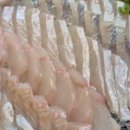 군자 머구리 이미지