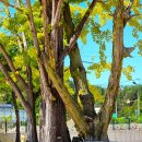 장기초교 이미지