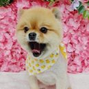 펫미인 이미지