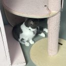대전 고양이 카페 냥다방 방문 후기