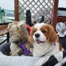 강화선두바다낚시터 이미지