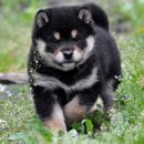 예쁜강쥐 이미지