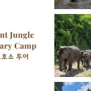 [액티비티] 치앙마이 최대 규모 코끼리 보호소 투어(Elephant Jungle Sanctuary) 이미지