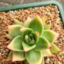 골드크레마 이미지