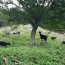 약산 흑염소 이미지