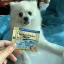 싸다구펫 이미지