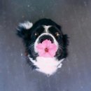 댕댕이천사 이미지