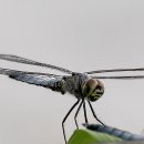 소금쟁이