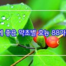 몸에 좋은 약초별 효능 88가지 이미지