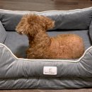 펫 마마의 집 이미지